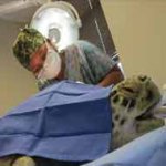 Tartaruga é Lançada no Mar Após Cirurgia para Reconstruir Casco Tartaruga é Lançada no Mar Após Cirurgia para Reconstruir Casco