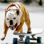Buldogue Skatista Competirá em Nova York