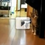 Gato se Aproximando da Câmera