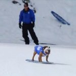 Snowboarding Bulldogs Snowboarding Bulldogs