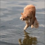 Conheça o Gato Voador Conheça o Gato Voador