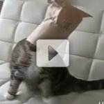 Gato com Problemas