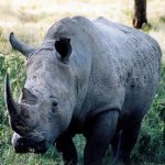 Rinoceronte Negro � Declarado Oficialmente Extinto
