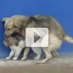 A Leg�tima Hist�ria do 'Atirei o Pau no Gato'