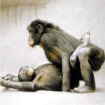 Chimpanzé Pigmeu: O Guru do Sexo Chimpanzé Pigmeu: O Guru do Sexo