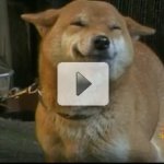 Cachorros Sorridentes