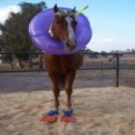 Cavalo Marinho Portugu�s