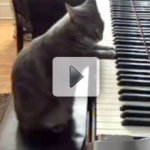 Os 10 Gatos Mais Fofos do Youtube
