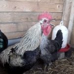 O Galo que é um Verdadeiro Gogó O Galo que é um Verdadeiro Gogó
