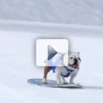 Snowboarding Bulldogs