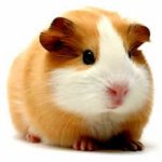 O Porquinho-da-Índia é Parente do Porco?