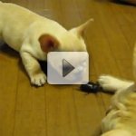 Cachorros Brincam com Besouro Gigante