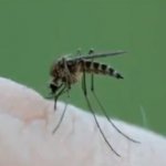 O que Acontece com um Mosquito Quando Ele Resolve lhe Picar O que Acontece com um Mosquito Quando Ele Resolve lhe Picar