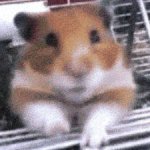 Um Hamster Assustador Um Hamster Assustador