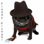 Cosplay Animal Cosplay Animal