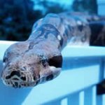Cobra Aparece em Velório e Espanta Participantes Cobra Aparece em Velório e Espanta Participantes