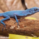 O Lagarto Azul O Lagarto Azul