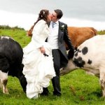 Tem uma Vaca no meu Casamento Tem uma Vaca no meu Casamento