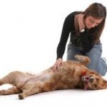 A Importância da Massagem para os Cães A Importância da Massagem para os Cães
