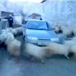 As Ovelhas só Podem Estar de Sacanagem As Ovelhas só Podem Estar de Sacanagem