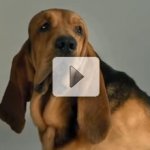 Comercial Genial de Ra��o para C�es