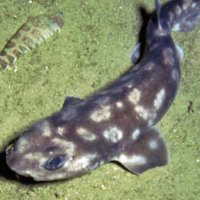 Nova Espécie de Tubarão é Descoberta nas Ilhas Galápagos
