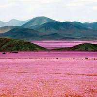 Mais uma Vez o Deserto do Atacama EstÃ¡ Florido