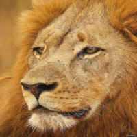 Quem Matou o Leão Símbolo do Zimbábue?
