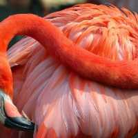 Porque é que os Flamingos São Cor de Rosa?
