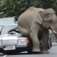 Elefante Tailandês Invade Pista Para 'Brincar' com Carros