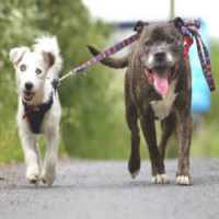 ONG Busca Novo Lar Para Cachorro Cego e Seu 'Guia' Canino