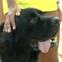 Bahia Importa Cães Para Salvamento de Banhistas