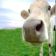 18 Curiosidades Inúteis Sobre as Vacas