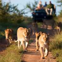 Safari no África do Sul Dentro do Kruger
