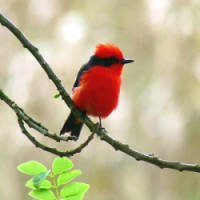 10 Nomes Engraçados de Aves Brasileiras
