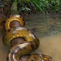 Olha Só os Bichos Tranquilos que Tem no Pantanal