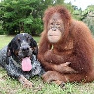 A Amizade entre um Orangotango e um Cachorro