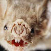 Por que os Morcegos-Vampiros Gostam Tanto de Sangue
