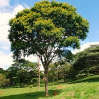 Jucá - Uma Grande Árvore Nativa da Mata Atlantica