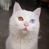 Gato com Heterocromía: Olhos de Cores Diferentes