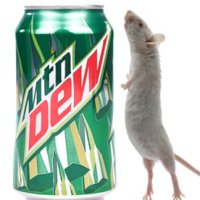 Refrigerante da Pepsi é Capaz de Dissolver Rato