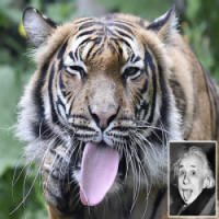 Tigre Põe Língua Para Fora e 'Imita' Foto de Albert Einstein