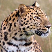 Leopardo x Hienas  - Quem Ganha Esta Briga?