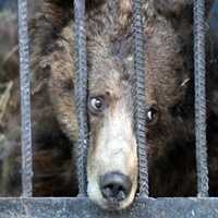 Imagens Comovem Internautas ao Mostrar Animais Abandonados em Zoológico