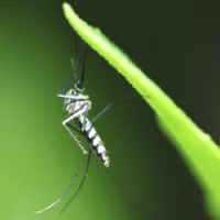 Por que o Mosquito Aedes Aegypti Transmite Tantas Doenças?