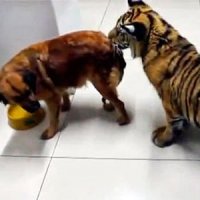 Tigre x Cachorro: Quem Vai Ganhar?