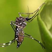 Biólogo Brasileiro Esina Como Nunca Pegar Dengue, Chikungunya e Zika Vírus