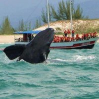 Observação de Baleias e o Turismo na Praia do Rosa SC