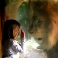 Leão Tenta Atacar Menina em Zoológico