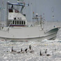 Japão Anuncia que Voltará a Caçar Baleias